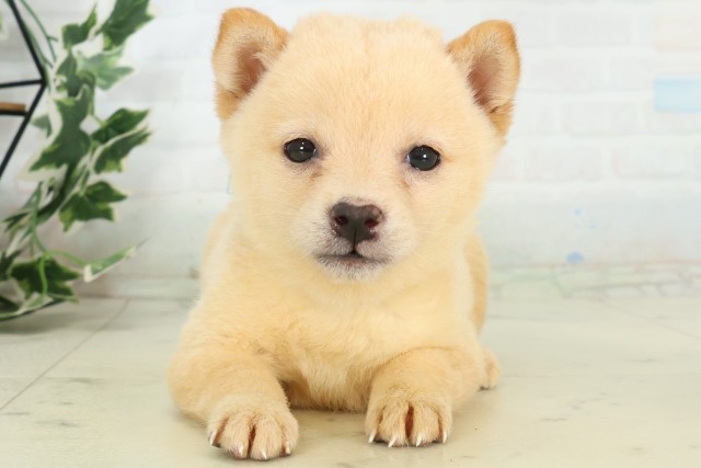 福岡県の豆柴 (Coo&RIKUゆめタウン飯塚店/2026年6月2日生まれ/男の子/白)の子犬の1枚目の画像