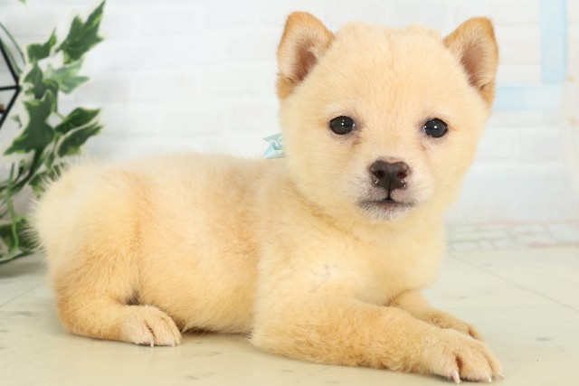 福岡県の豆柴 (Coo&RIKUゆめタウン飯塚店/2026年6月2日生まれ/男の子/白)の子犬の2枚目の画像