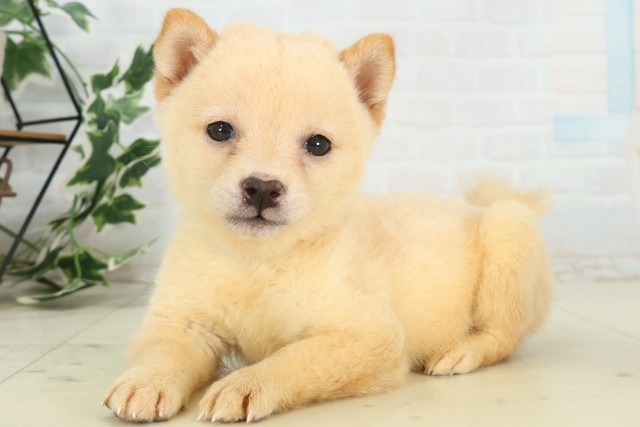 福岡県の豆柴 (Coo&RIKUゆめタウン飯塚店/2026年6月2日生まれ/男の子/白)の子犬の3枚目の画像