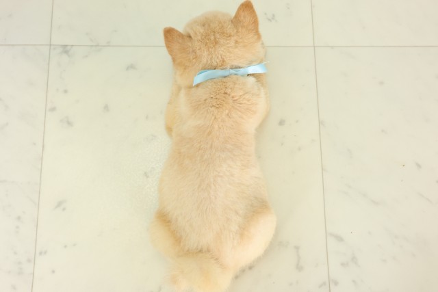 福岡県の豆柴 (Coo&RIKUゆめタウン飯塚店/2026年6月2日生まれ/男の子/白)の子犬の4枚目の画像