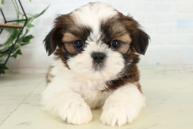 福岡県のシーズー (Coo&RIKU小倉店/2026年5月30日生まれ/男の子/ゴールドホワイト)の子犬の1枚目の画像
