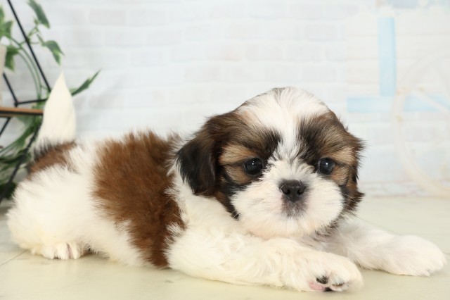 福岡県のシーズー (Coo&RIKU小倉店/2026年5月30日生まれ/男の子/ゴールドホワイト)の子犬の2枚目の画像