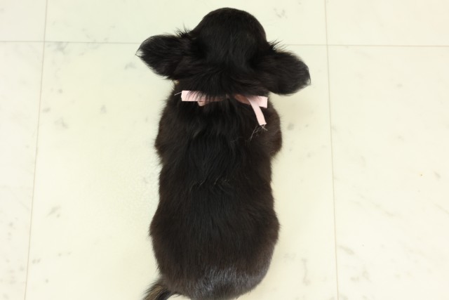福岡県のチワワ(ロング) (Coo&RIKU小倉店/2026年5月28日生まれ/女の子/ブラックタン)の子犬の4枚目の画像