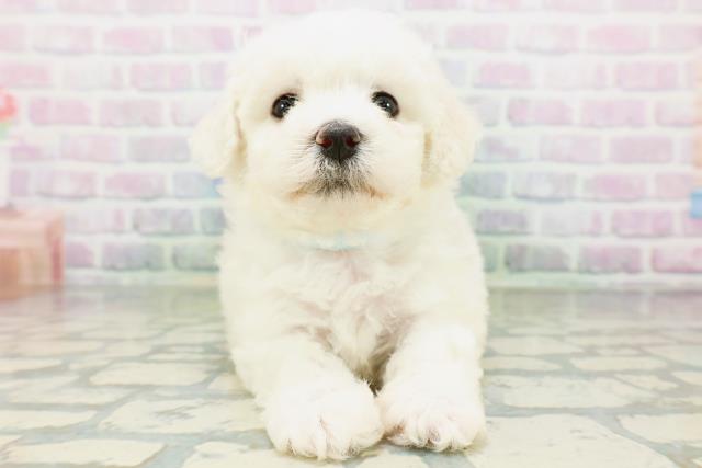 神奈川県のビションフリーゼ (Coo&RIKU藤沢店/2026年6月1日生まれ/男の子/ホワイト)の子犬の1枚目の画像