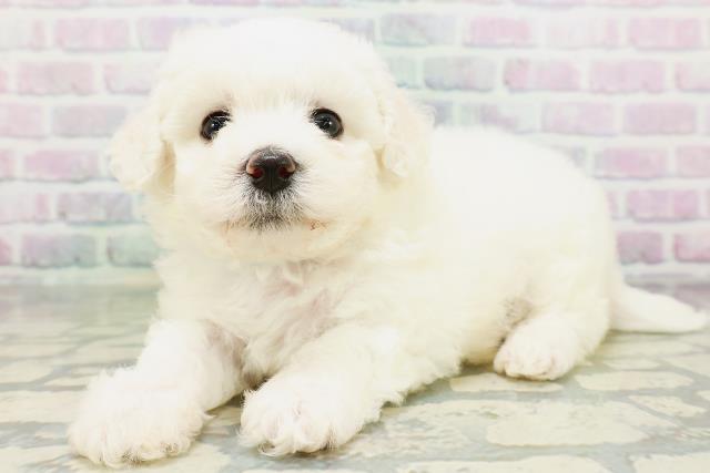 神奈川県のビションフリーゼ (Coo&RIKU藤沢店/2026年6月1日生まれ/男の子/ホワイト)の子犬の2枚目の画像