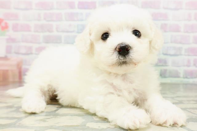 神奈川県のビションフリーゼ (Coo&RIKU藤沢店/2026年6月1日生まれ/男の子/ホワイト)の子犬の3枚目の画像