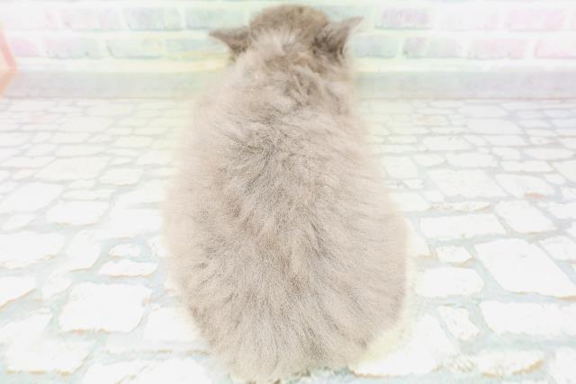 神奈川県のラガマフィン (Coo&RIKU横浜青葉店/2026年5月29日生まれ/男の子/ブルーホワイト)の子猫の4枚目の画像