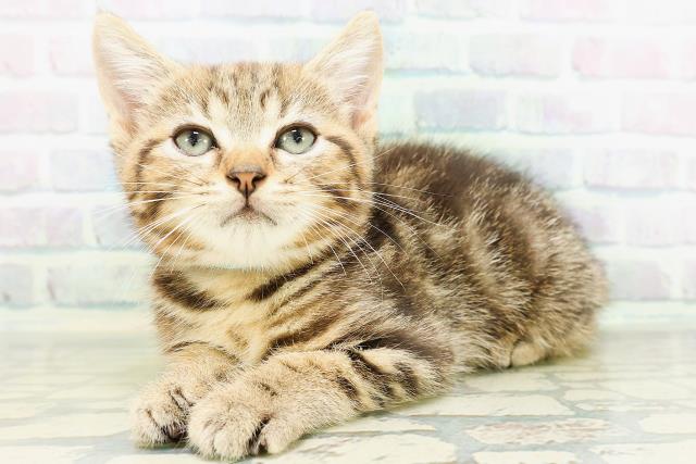 神奈川県のマンチカン (Coo&RIKU横浜旭店/2026年5月28日生まれ/男の子/ブラウンタビー)の子猫の2枚目の画像