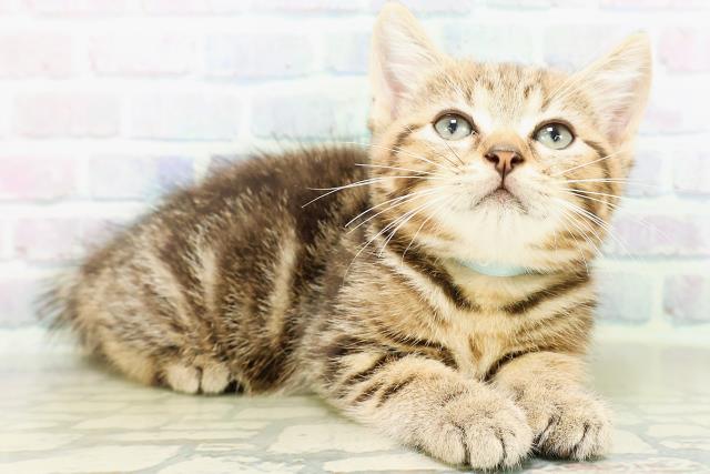 神奈川県のマンチカン (Coo&RIKU横浜旭店/2026年5月28日生まれ/男の子/ブラウンタビー)の子猫の3枚目の画像