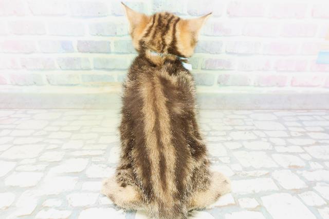神奈川県のマンチカン (Coo&RIKU横浜旭店/2026年5月28日生まれ/男の子/ブラウンタビー)の子猫の4枚目の画像