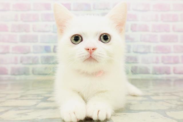 神奈川県のミヌエット (Coo&RIKU相模原店/2026年5月13日生まれ/女の子/ホワイト)の子猫の1枚目の画像