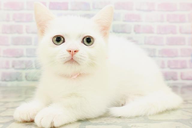 神奈川県のミヌエット (Coo&RIKU相模原店/2026年5月13日生まれ/女の子/ホワイト)の子猫の2枚目の画像