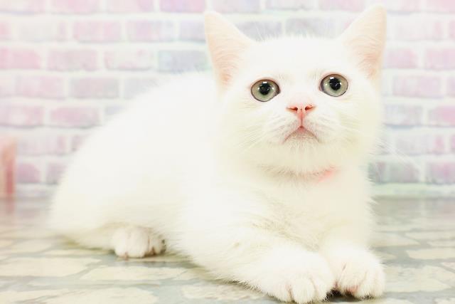 神奈川県のミヌエット (Coo&RIKU相模原店/2026年5月13日生まれ/女の子/ホワイト)の子猫の3枚目の画像