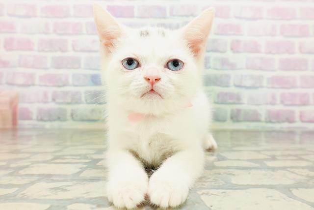 埼玉県のミヌエット (Coo&RIKU大宮店/2026年5月13日生まれ/女の子/ホワイト)の子猫の1枚目の画像