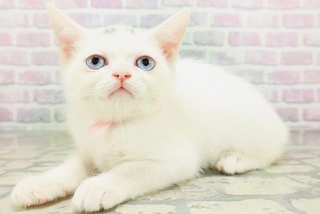 埼玉県のミヌエット (Coo&RIKU大宮店/2026年5月13日生まれ/女の子/ホワイト)の子猫の2枚目の画像