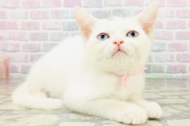 埼玉県のミヌエット (Coo&RIKU大宮店/2026年5月13日生まれ/女の子/ホワイト)の子猫の3枚目の画像