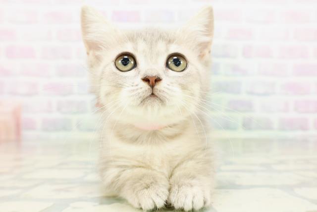 東京都のミヌエット (Coo&RIKU八王子西店/2026年5月13日生まれ/女の子/ブルータビー)の子猫の1枚目の画像