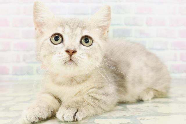 東京都のミヌエット (Coo&RIKU八王子西店/2026年5月13日生まれ/女の子/ブルータビー)の子猫の2枚目の画像