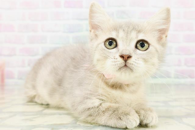 東京都のミヌエット (Coo&RIKU八王子西店/2026年5月13日生まれ/女の子/ブルータビー)の子猫の3枚目の画像