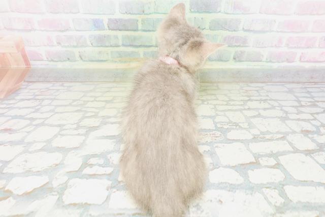 東京都のミヌエット (Coo&RIKU八王子西店/2026年5月13日生まれ/女の子/ブルータビー)の子猫の4枚目の画像