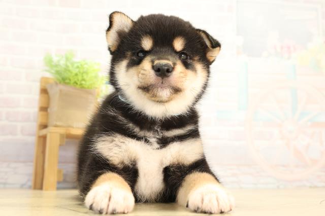 静岡県の柴犬(標準サイズ) (Coo&RIKU富士店/2026年6月2日生まれ/男の子/黒)の子犬の1枚目の画像