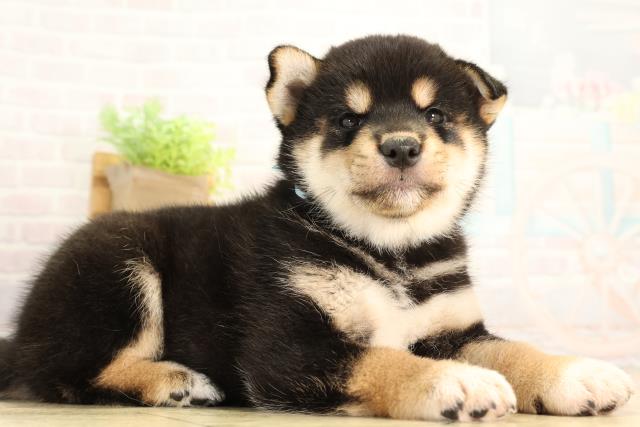 静岡県の柴犬(標準サイズ) (Coo&RIKU富士店/2026年6月2日生まれ/男の子/黒)の子犬の2枚目の画像