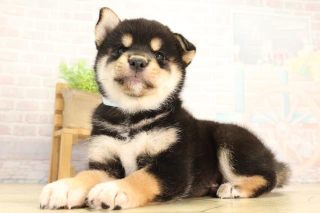静岡県の柴犬(標準サイズ) (Coo&RIKU富士店/2026年6月2日生まれ/男の子/黒)の子犬の3枚目の画像