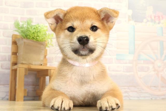 静岡県の柴犬(標準サイズ) (Coo&RIKU沼津店/2026年6月3日生まれ/女の子/赤)の子犬の1枚目の画像