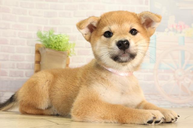 静岡県の柴犬(標準サイズ) (Coo&RIKU沼津店/2026年6月3日生まれ/女の子/赤)の子犬の2枚目の画像