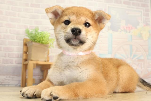 静岡県の柴犬(標準サイズ) (Coo&RIKU沼津店/2026年6月3日生まれ/女の子/赤)の子犬の3枚目の画像