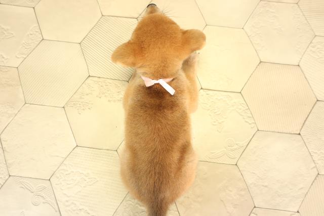 静岡県の柴犬(標準サイズ) (Coo&RIKU沼津店/2026年6月3日生まれ/女の子/赤)の子犬の4枚目の画像