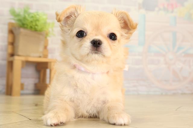 静岡県のチワワ(ロング) (Coo&RIKU静岡SBS通り店/2026年5月29日生まれ/女の子/クリーム)の子犬の1枚目の画像