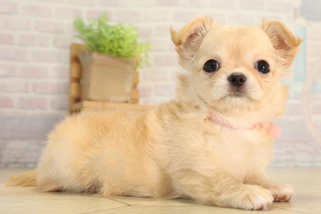 静岡県のチワワ(ロング) (Coo&RIKU静岡SBS通り店/2026年5月29日生まれ/女の子/クリーム)の子犬の2枚目の画像