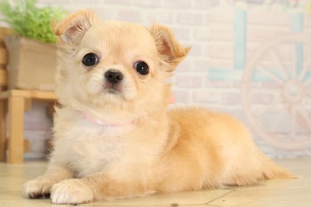 静岡県のチワワ(ロング) (Coo&RIKU静岡SBS通り店/2026年5月29日生まれ/女の子/クリーム)の子犬の3枚目の画像