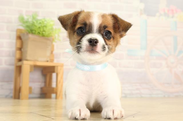 岐阜県のハーフ犬・ミックス犬 (Coo&RIKU岐南店/2026年6月3日生まれ/男の子/タンホワイト)の子犬の1枚目の画像