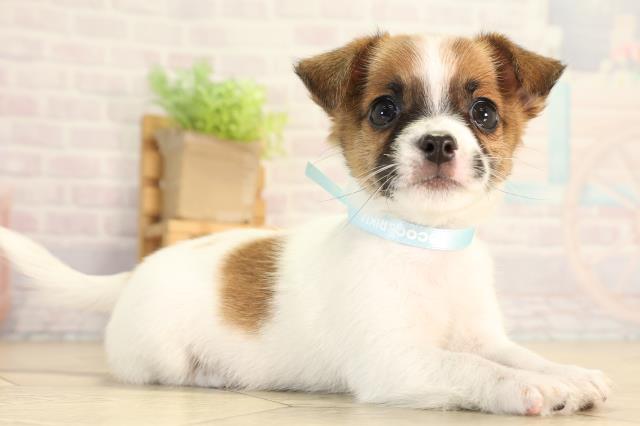岐阜県のハーフ犬・ミックス犬 (Coo&RIKU岐南店/2026年6月3日生まれ/男の子/タンホワイト)の子犬の2枚目の画像