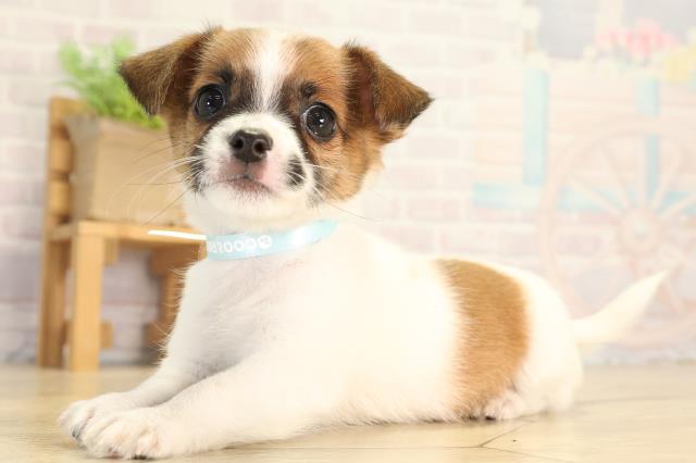 岐阜県のハーフ犬・ミックス犬 (Coo&RIKU岐南店/2026年6月3日生まれ/男の子/タンホワイト)の子犬の3枚目の画像