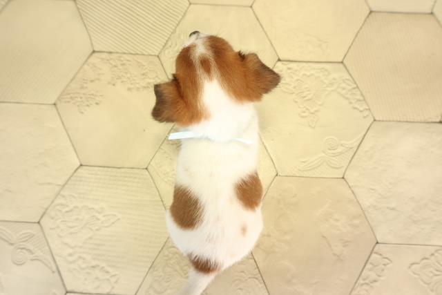 岐阜県のハーフ犬・ミックス犬 (Coo&RIKU岐南店/2026年6月3日生まれ/男の子/タンホワイト)の子犬の4枚目の画像