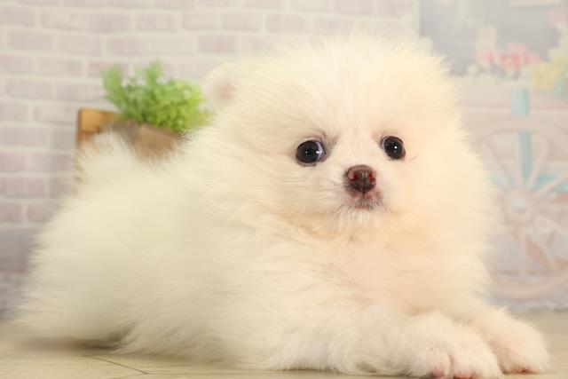 静岡県のポメラニアン (Coo&RIKU掛川店/2026年6月1日生まれ/女の子/ホワイトクリーム)の子犬の2枚目の画像