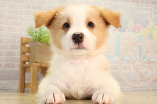 静岡県のボーダーコリー (Coo&RIKU藤枝店/2026年5月27日生まれ/女の子/レッドホワイト)の子犬の1枚目の画像