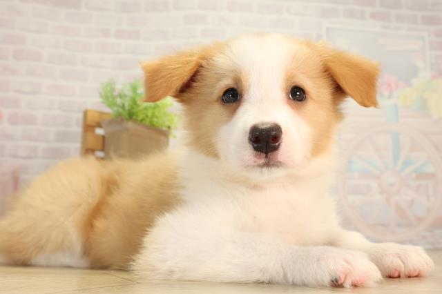 静岡県のボーダーコリー (Coo&RIKU藤枝店/2026年5月27日生まれ/女の子/レッドホワイト)の子犬の2枚目の画像