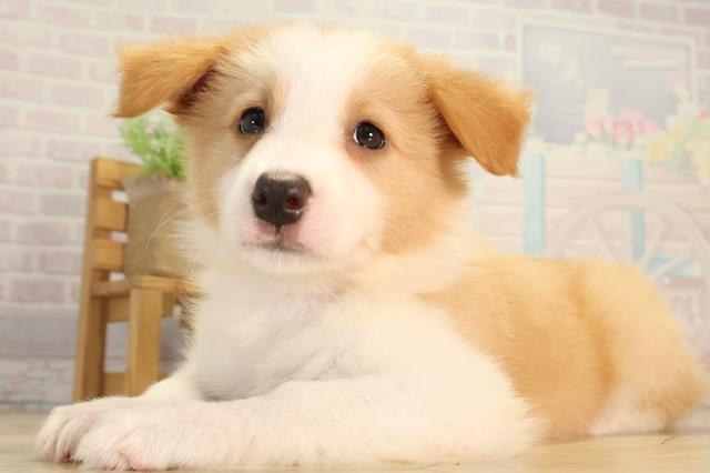 静岡県のボーダーコリー (Coo&RIKU藤枝店/2026年5月27日生まれ/女の子/レッドホワイト)の子犬の3枚目の画像