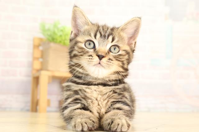 静岡県のマンチカン (Coo&RIKU沼津店/2026年5月31日生まれ/女の子/ブラウンタビー)の子猫の1枚目の画像