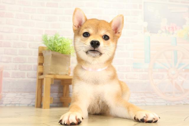 岐阜県の柴犬(標準サイズ) (Coo&RIKU岐阜店/2026年6月1日生まれ/女の子/赤)の子犬の1枚目の画像