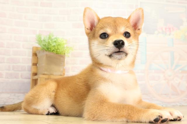 岐阜県の柴犬(標準サイズ) (Coo&RIKU岐阜店/2026年6月1日生まれ/女の子/赤)の子犬の2枚目の画像