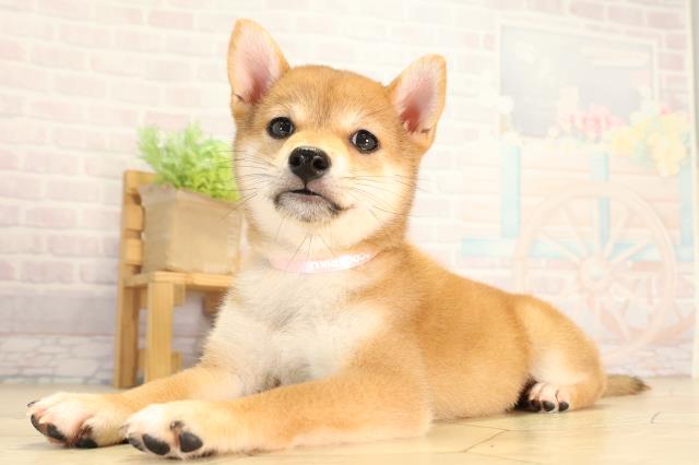 岐阜県の柴犬(標準サイズ) (Coo&RIKU岐阜店/2026年6月1日生まれ/女の子/赤)の子犬の3枚目の画像