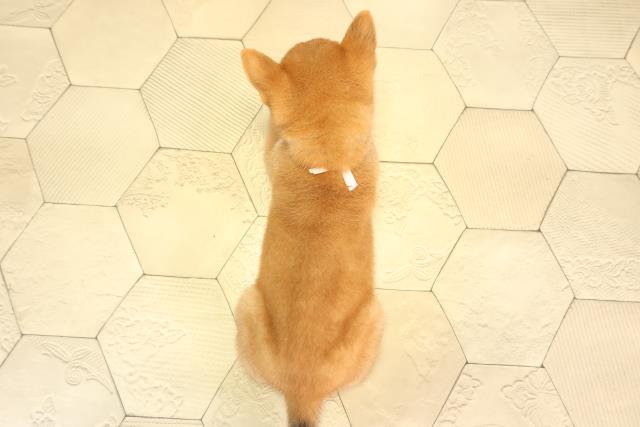 岐阜県の柴犬(標準サイズ) (Coo&RIKU岐阜店/2026年6月1日生まれ/女の子/赤)の子犬の4枚目の画像