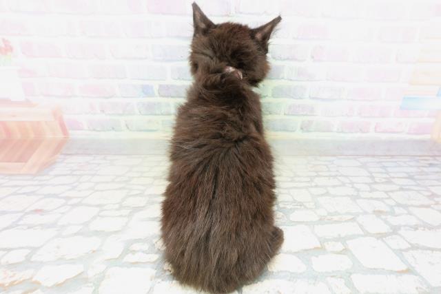 神奈川県のメインクーン (Coo&RIKU横浜旭店/2026年6月1日生まれ/女の子/ブラック)の子猫の4枚目の画像