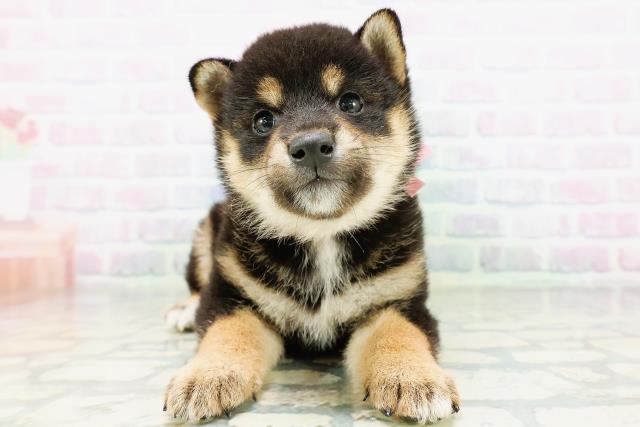 柴犬