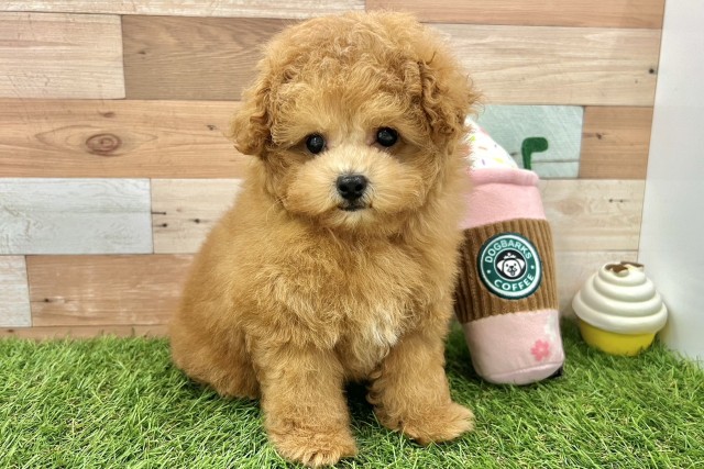 大阪府のトイプードル(トイ) (Coo&RIKU心斎橋店/2026年6月4日生まれ/女の子/レッドフォーン)の子犬の1枚目の画像